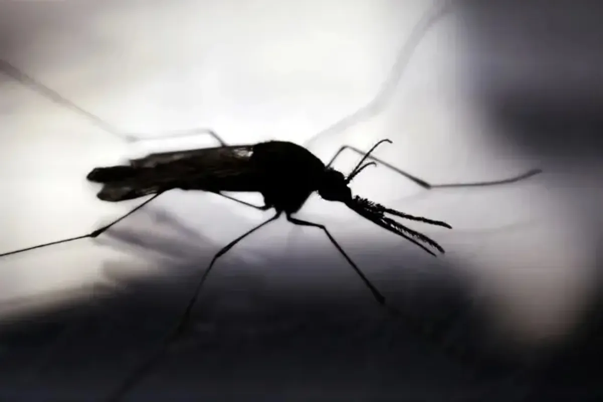 The best home remedy to avoid and treat mosquito bites