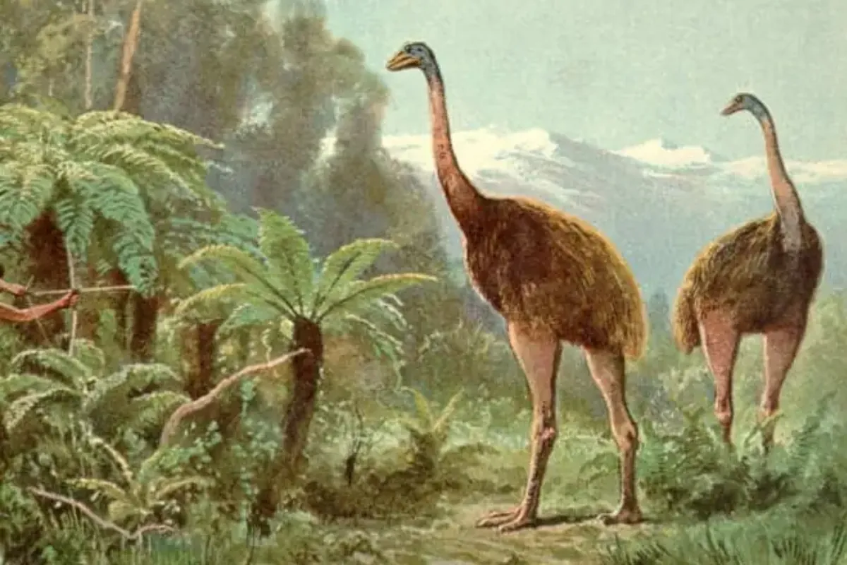 Neither dire wolves nor mammoths, this is the animal that has been de-extinct: the moa, a wingless bird of colossal dimensions