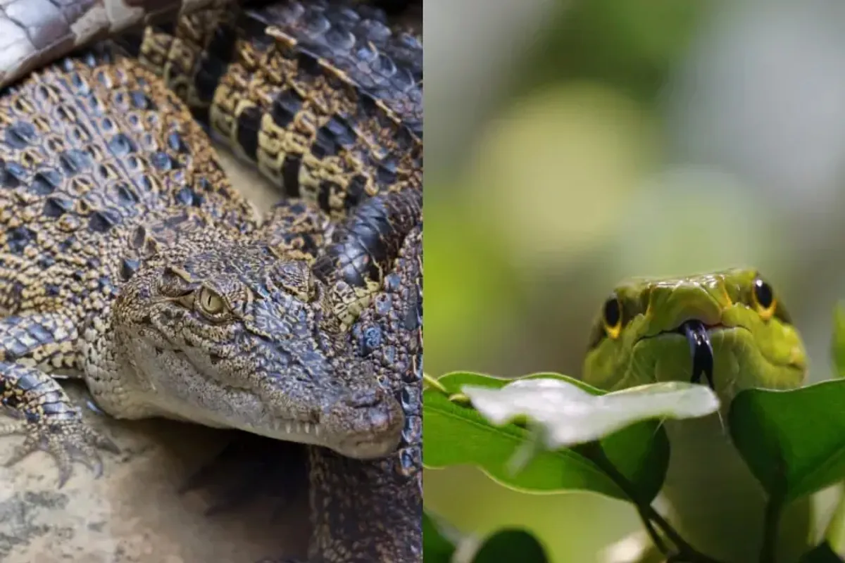 Female rappers with onlyfans Among those famous faces are