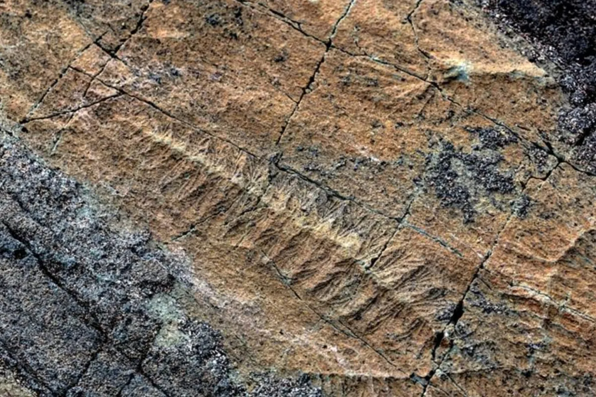 Bombshell in paleontology: researchers get closer to the real reason behind the extinction of the dinosaurs