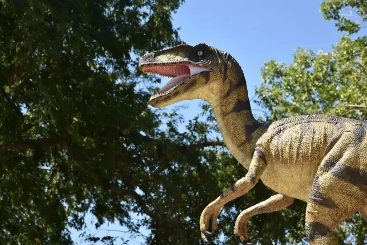 It looks like a velociraptor but it's a new species: a new small dinosaur discovered that was able to stand up to the big ones