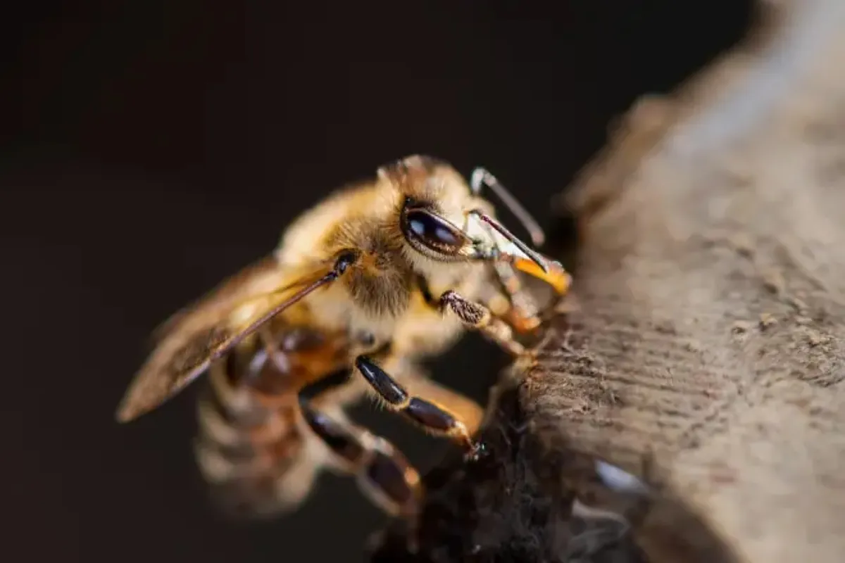 Surprise at the results of Chinese research: scientists create first 'cyborg' bee