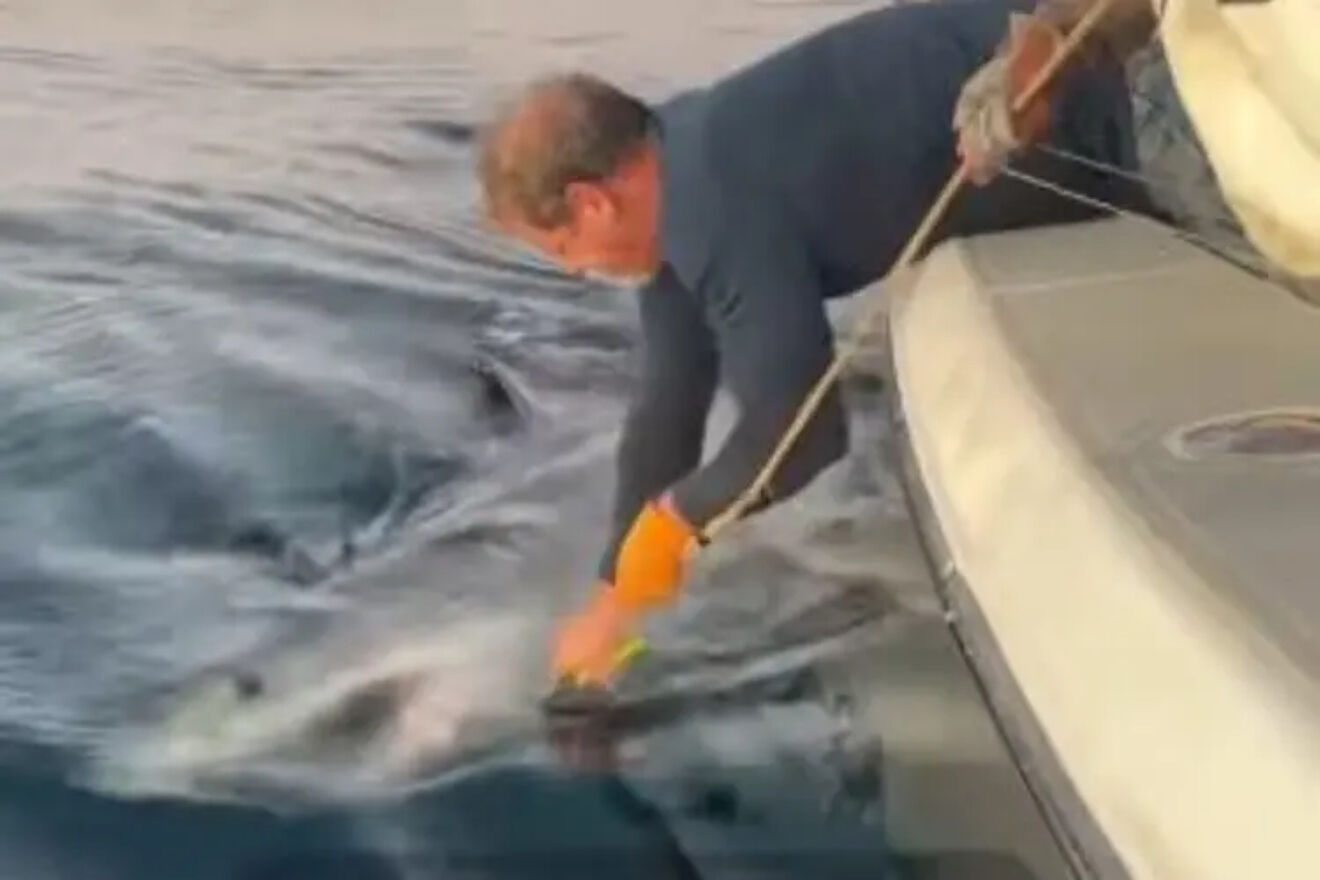 Scientists can't believe it: a gigantic great white shark has been captured that is much larger than any other observed to date